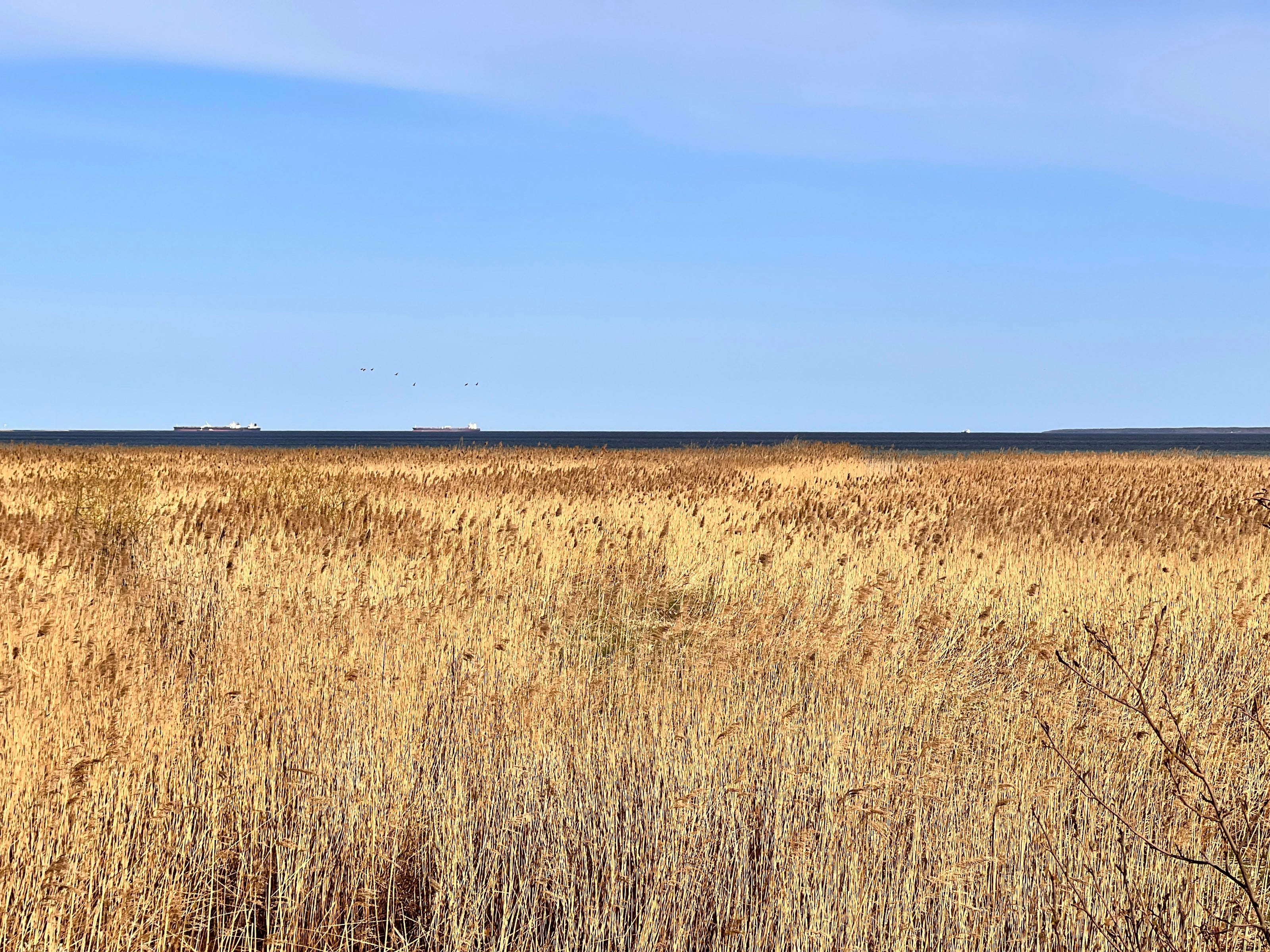 a field of brown grass