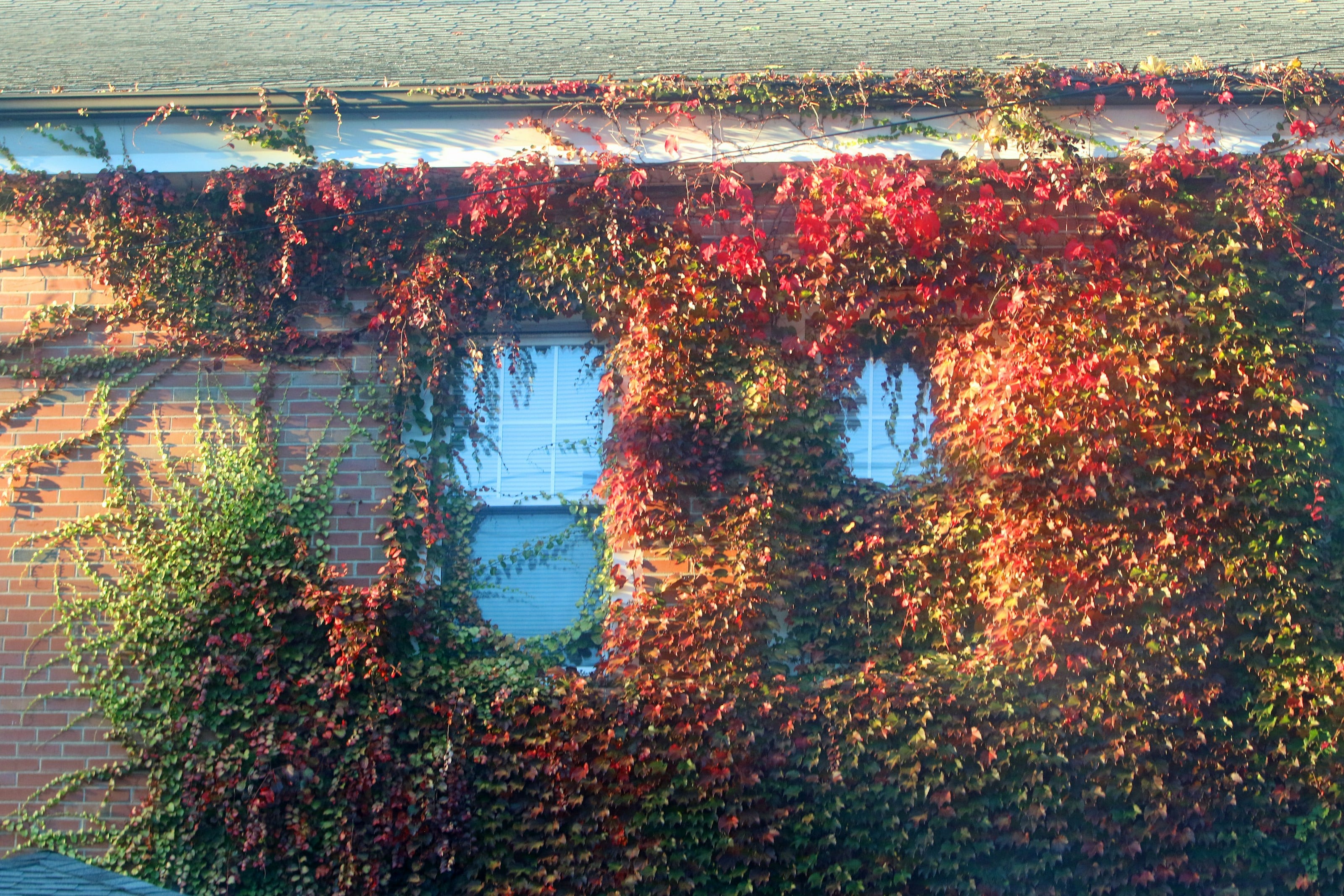 A building covered in vines next to a street
