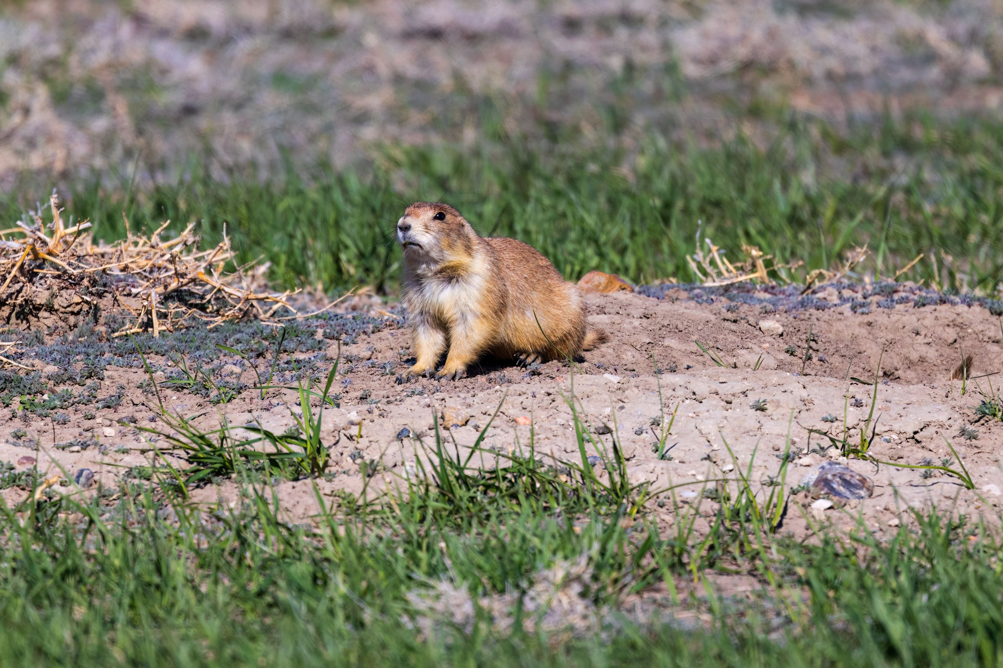 A black-tailed prairie dog (Cynomys ludovicianus) sitting in a grassy field.