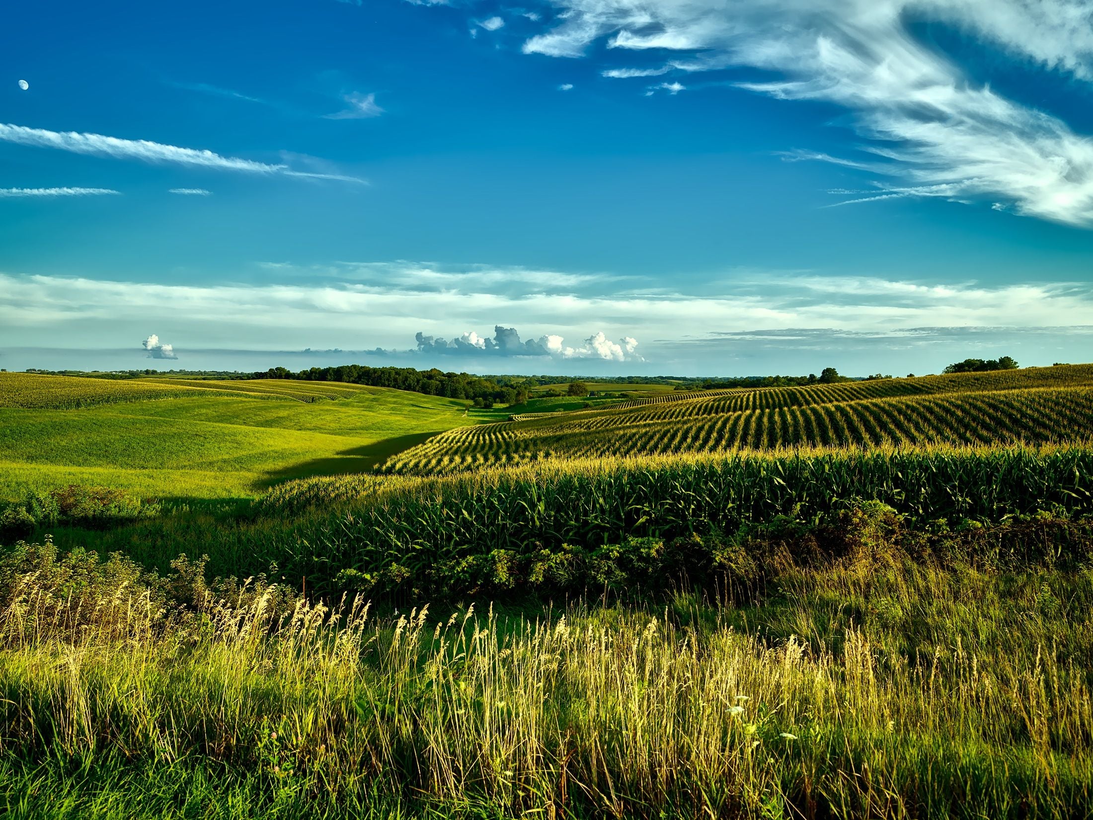 Green cornfields under a blue sky in Onslow, Iowa