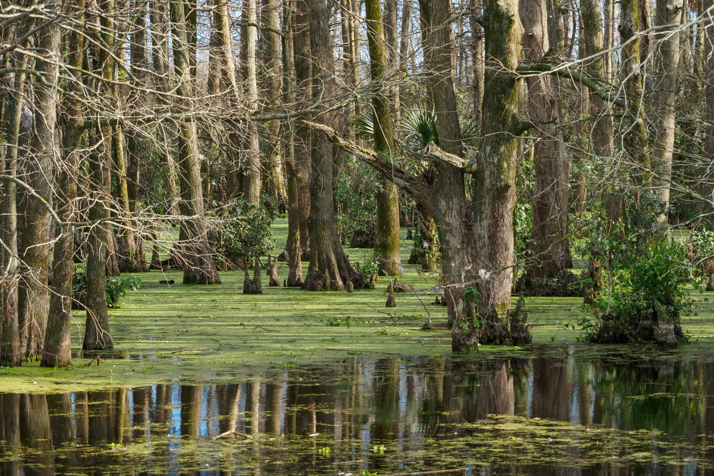 Cypress trees reflecting in a quiet swamp