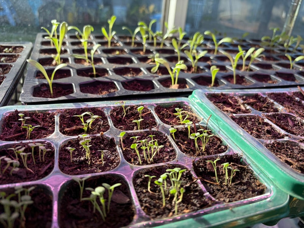 Grow'n Grace