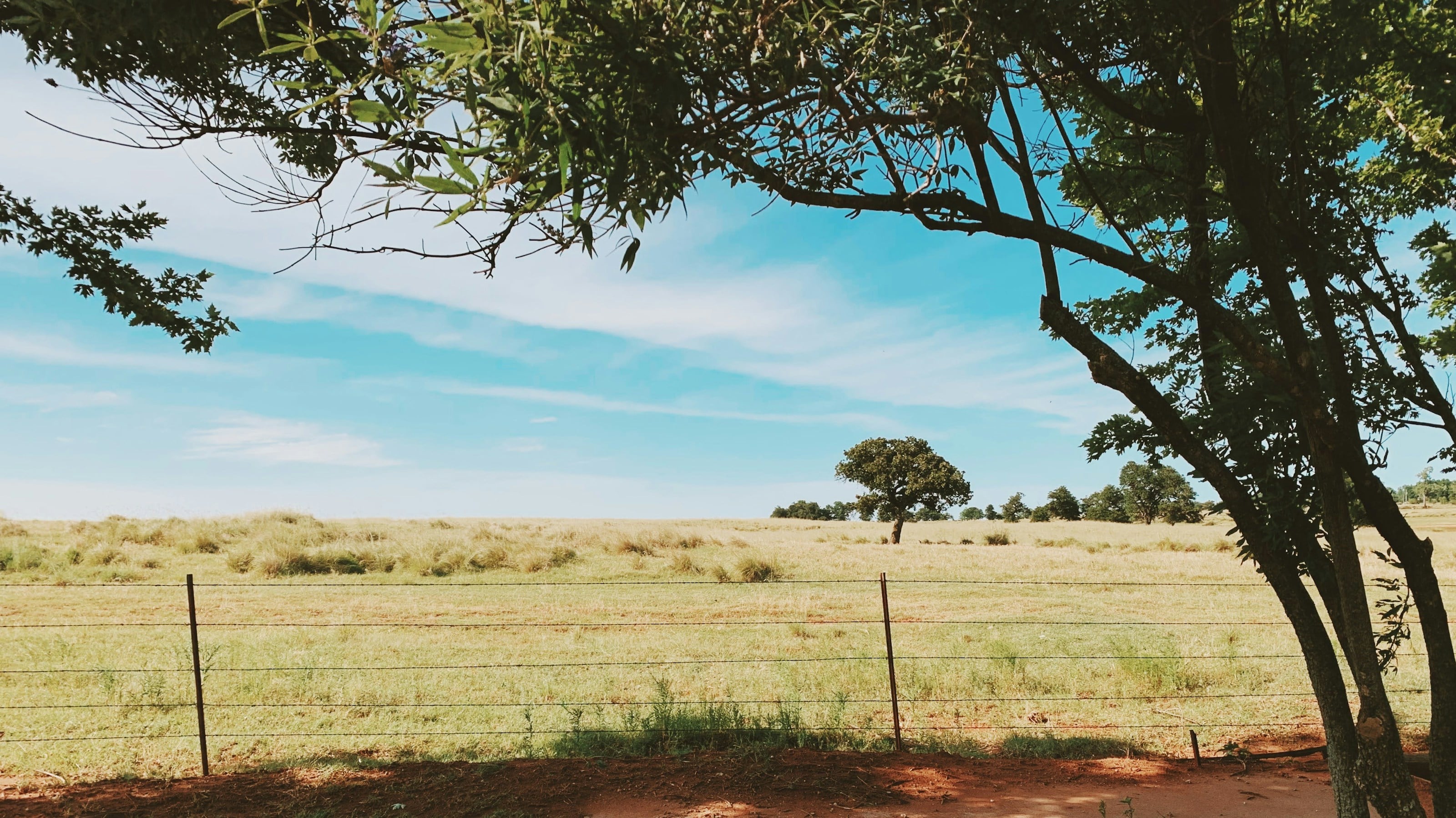green tree on brown grass field during daytime