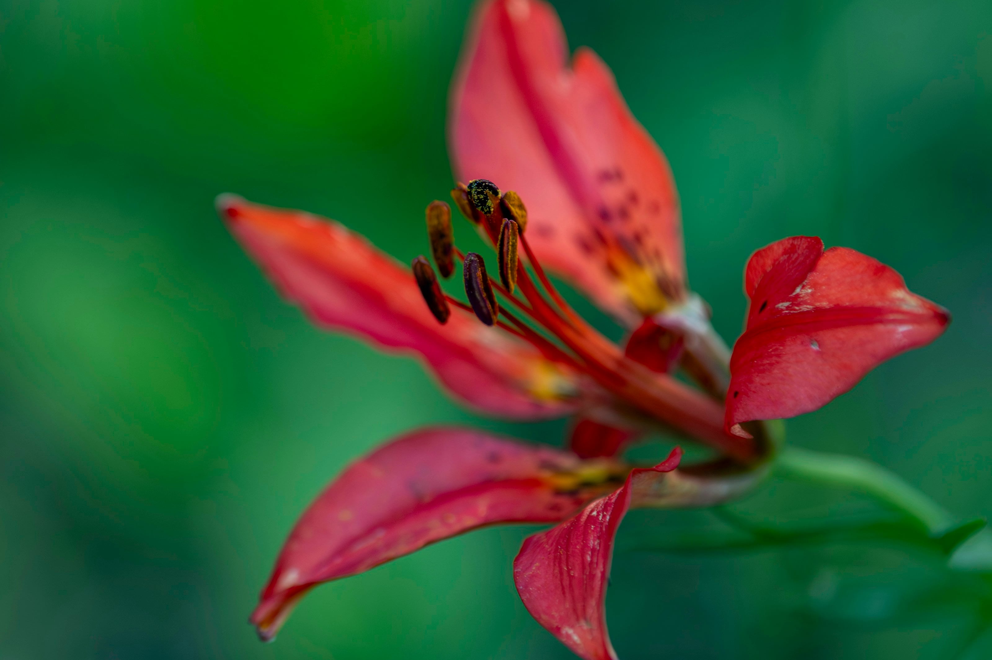 a close up of a red flower with a blurry background