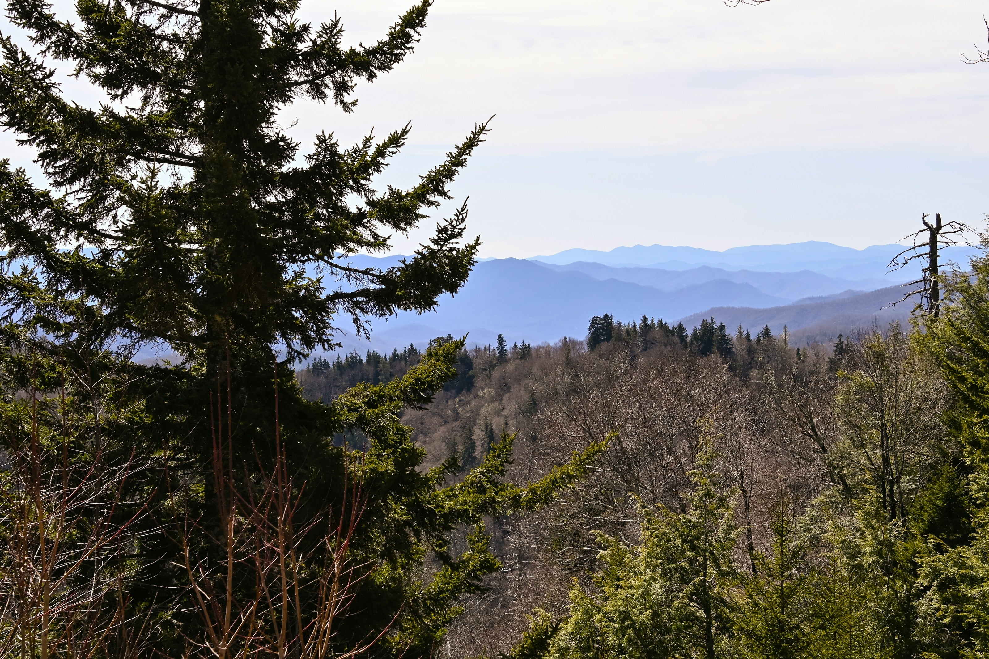 green trees on mountain under white clouds during daytime