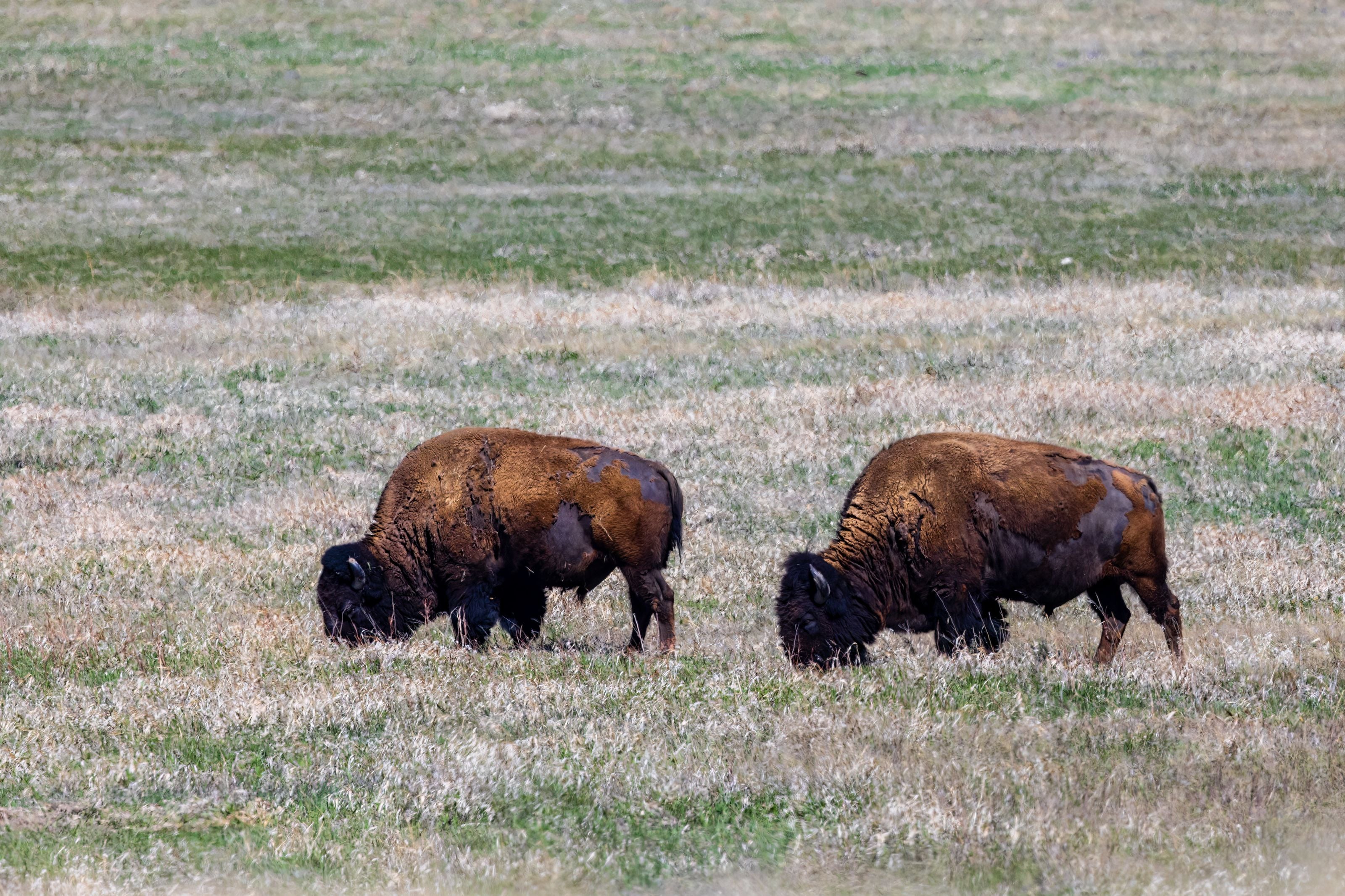 Two American bison grazing peacefully in an open grassland landscape.