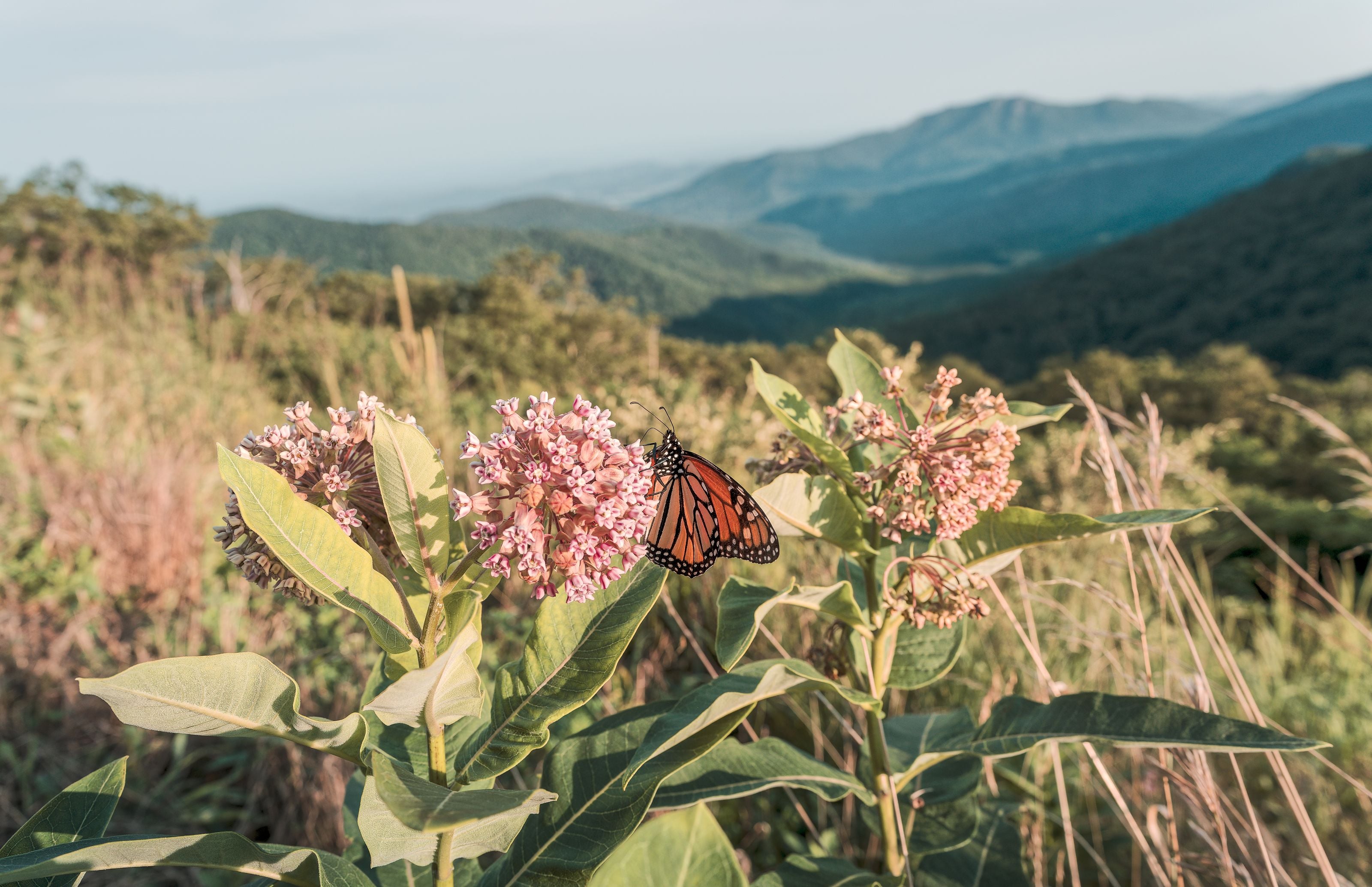 A monarch butterfly perched on milkweed flowers with a scenic view of Shenandoah mountains in Luray, Virginia.