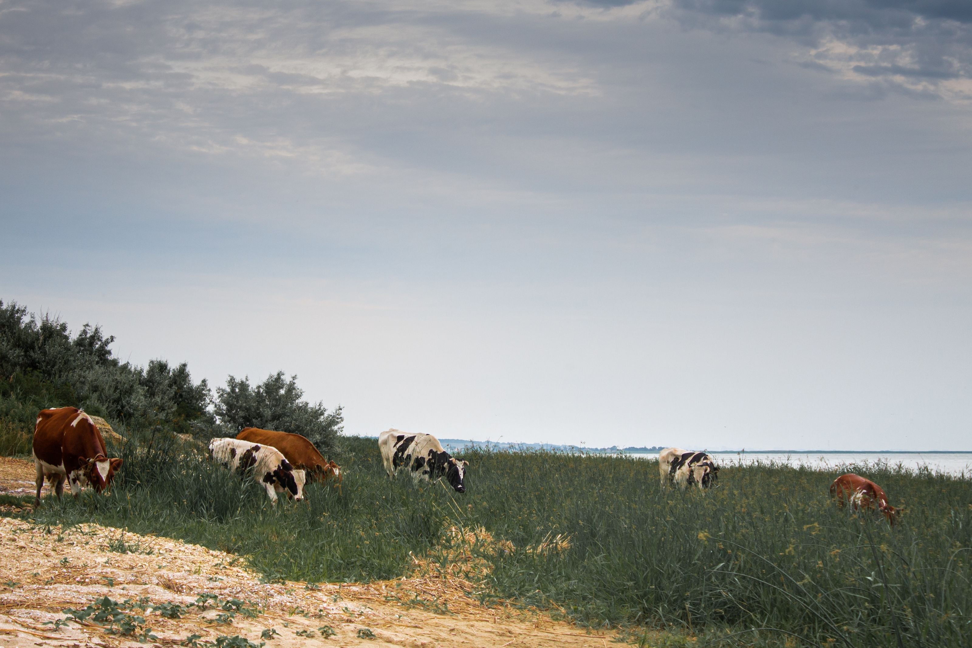 A serene scene of cows grazing on lush grass by the calm seashore on a cloudy day.